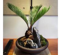 semi di felce palma - esotici semi di Cycas revoluta - da giardino resistenti per il giardino 6pcs