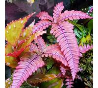 Semi di felce resistenti, per giardino di aromatiche semi di aromatiche prodotti sostenibili rare serre da balcone verdi da esterno 160pcs