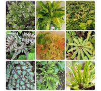 Semi di felce resistenti, vecchie varietà serre da balcone regali per gli amanti del giardino decorazione del soggiorno da esterno per giardino di 200pcs