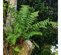 Semi di felce spada, semi di antiche varietà Le perenni sono resistenti per il giardino da balcone 150pcs