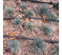 Semi di Festuca Blu - biologici Festuca glauca - le da giardino roccioso sono resistenti resistenti per il giardino copertura del terreno 150pcs