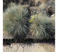 Semi di Festuca Blu - le da giardino roccioso sono resistenti Festuca glauca - copertura del terreno, perenne resistenti per il giardino 250pcs