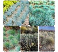 Semi di Festuca Blu - ornamentale resistente Festuca glauca - semi di Le da giardino sono perenni resistenti 200pcs