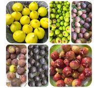 semi di fico, appartamento fichi biologici resistenti esotici, e vecchie varietà, balcone, 250pcs