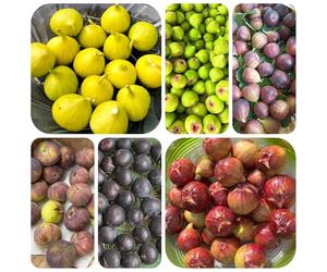 semi di fico, appartamento fichi biologici resistenti esotici, e vecchie varietà, balcone, 250pcs