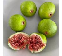 semi di fico, balcone con letto rialzato,vecchie varietà, per giardino, in resistenti esotiche 30pcs