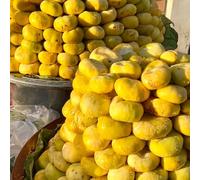 semi di fico balcone di resistenti all'esterno da esterno rare per il giardino perenni biologici vecchie varietà 20pcs