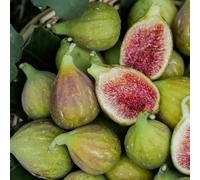 semi di fico biologici vecchie varietà resistenti da giardino per esterni 420pcs