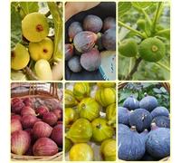 semi di fico, comprare un di fico Ficus carica, biologici semi di antiche varietà da balcone resistenti da frutto colonnari 20pcs