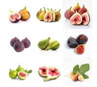 semi di fico, copertura del terreno, perenne letto rialzato, colonnare resistente balcone, vecchie varietà, 50pcs