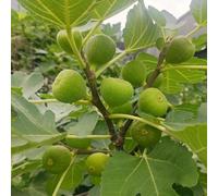 semi di fico da balcone resistenti, resistenti all'inverno Letti elevati per giardino colonnari fuoco espaldera 1000pcs