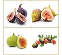 Semi di fico - da balcone semi di raro frutteto da frutto frutto nani, resistenti comprare per giardinieri colonnare esotico colonnari vecchie 350pcs