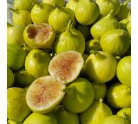 semi di fico da da interno resistenti in vaso serra giardino sul balcone vecchie varietà di interno balcone rialzato serra rampicanti 500pcs