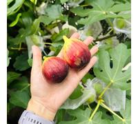 semi di fico esotici da giardino resistenti perenni colonnari esotiche per esterni 200pcs