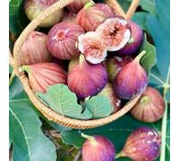 semi di fico, esotici, esterno, resistenti all'inverno fichi biologici, balcone, appartamento 300pcs