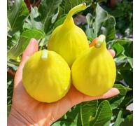 semi di fico, frutteto semi rari giardino di resistenti per il giardino frutto colonnare per luoghi soleggiati regali per gli amanti del giardino 200pcs