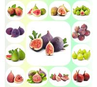 semi di fico, frutto colonnare per luoghi soleggiati da giardino roccioso semi per aiuole rialzate semi rari regali per gli amanti del giardino 150pcs