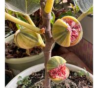 semi di fico giardino da resistenti balcone biologici vecchie varietà per esterni perenni 300pcs