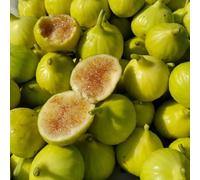 semi di fico, giardino, resistenti, biologiche, da balcone, 120pcs