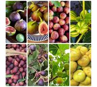 semi di fico, Le perenni sono Ficus carica, resistenti per il giardino Gli da frutto nani sono resistenti da balcone 150pcs