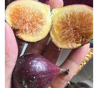 semi di fico nani resistenti esotici giardino esotiche giardino 10pcs