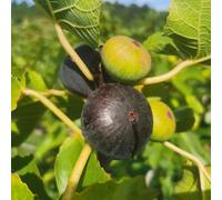 semi di fico, per giardino balcone con letto rialzato, vecchie varietà serra, resistenti, 100pcs