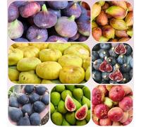 semi di fico, per luoghi soleggiati semi di perenni semi di per il giardino regali per gli amanti del giardino 350pcs