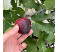 semi di fico, rare fichi biologici da giardino esotici vecchie varietà, esterno, resistenti 150pcs