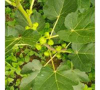 semi di fico resistenti all'esterno rare colonnari balcone perenni letto rialzato da giardino 15pcs