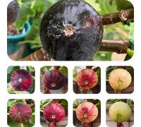 semi di fico resistenti - balcone giardino perenni rare esotici 150pcs