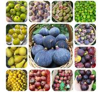 semi di fico resistenti - balconi giardino perenni esterni 350pcs