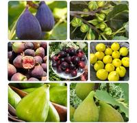 semi di fico resistenti decorazione resistenti per giardini di rocce colonnari interni 400pcs