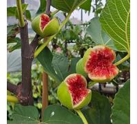 semi di fico, resistenti fichi biologici da giardino perenni, balcone, appartamento decorative 500pcs