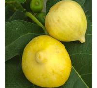 semi di fico resistenti - giardino esterni 250pcs