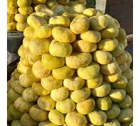 Semi di fico, resistenti per il giardino acquistare da frutto nani resistenti per luoghi soleggiati da giardino 150pcs