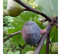 semi di fico resistenti - rare esterno giardino esotici balcone 500pcs