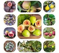 semi di fico, rialzata da giardino letto, colonnare resistente, esotiche 200pcs