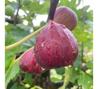 semi di fico, tappezzante fichi biologici esotici, balcone, resistenti al freddo decorative da giardino 80pcs