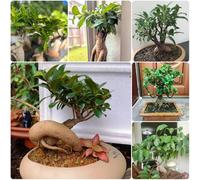 Semi di Ficus Ginseng, semi di Ficus microcarpa, da balcone resistenti perenni verdi da appartamento da interno per il soggiorno 10pcs