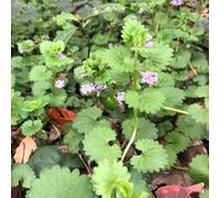 Semi di fiedra terrestre - resistenti per il giardino semi balcone resistenti selvaggi selvaggi 400pcs