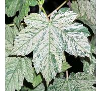 Semi di fiega europea - semi balcone resistenti Balcón jardín perenni resistenti esotici - Serie Raras jardín de 30pcs