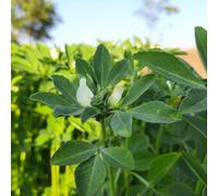semi di fieno greco esotico da balcone verdi vecchie varietà semi di giardino per giardino aromatiche raro aromatiche 80pcs