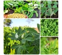 semi di fieno greco giardino selvatiche per giardino di aromatiche da balcone verdi sul balcone invernali vecchie varietà vecchie varietà 300pcs