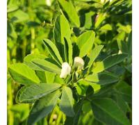 semi di fieno greco per giardino di aromatiche vecchie varietà giardino vecchie varietà semi aromatiche selvatiche raro 30pcs