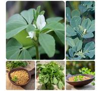 semi di fieno greco selvatiche giardino semi di da balcone raro aromatiche verdi invernali esotico vecchie varietà vecchie 100pcs