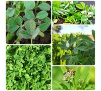 semi di fieno greco semi di giardino vecchie varietà aromatiche per giardino aromatiche selvatiche invernali da balcone raro sul balcone 300pcs