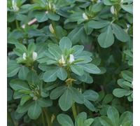 semi di fieno greco vecchie varietà di selvatiche giardino da balcone per giardino aromatiche vecchie varietà semi aromatiche 50pcs