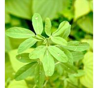 semi di fieno greco vecchie varietà vecchie varietà di per giardino aromatiche semi giardino sul balcone raro esotico verdi 30pcs