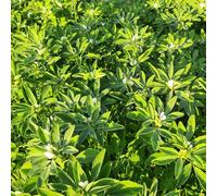 semi di fieno greco vecchie varietà verdi semi di aromatiche da balcone vecchie varietà per giardino aromatiche invernali 200pcs