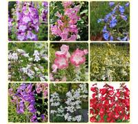 Semi di filo di barba, semi di penstemon, da balcone Semi di Penstemon campanulatus, resistenti all'esterno semi di perenni resistenti 600pcs